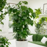 kaffeplanta skötsel