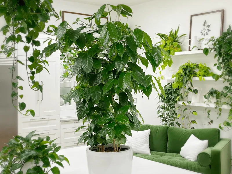 kaffeplanta skötsel